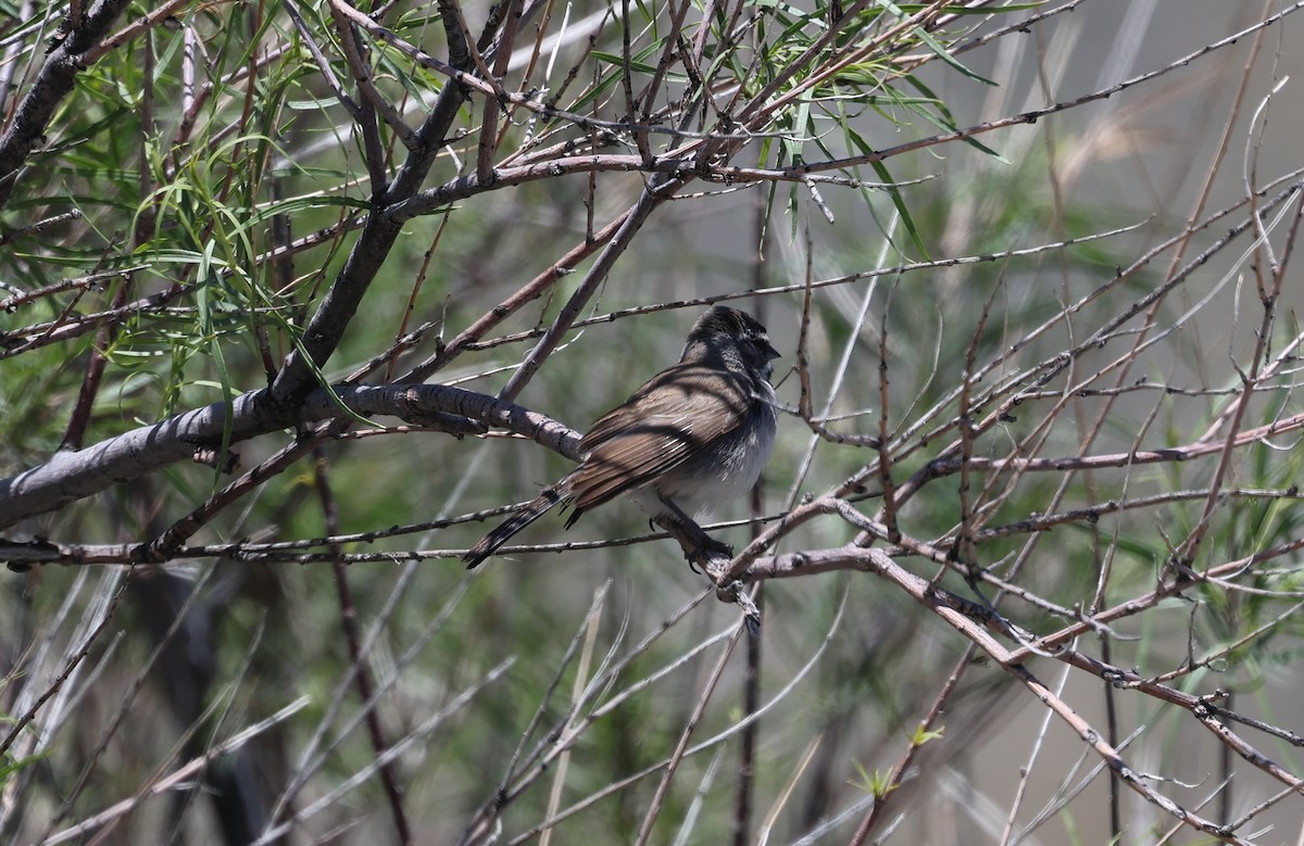Black-throated Sparrow - ML619263716