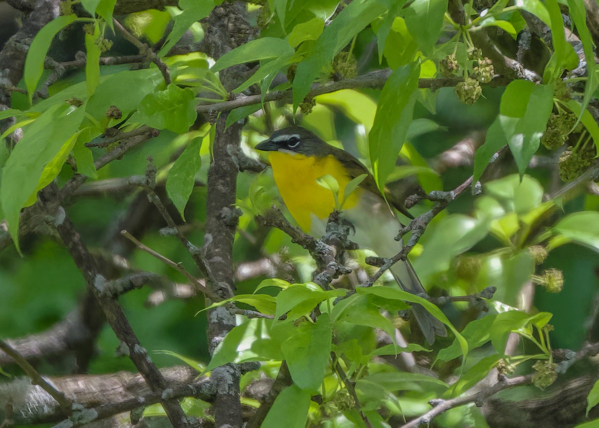 Yellow-breasted Chat - ML619263755