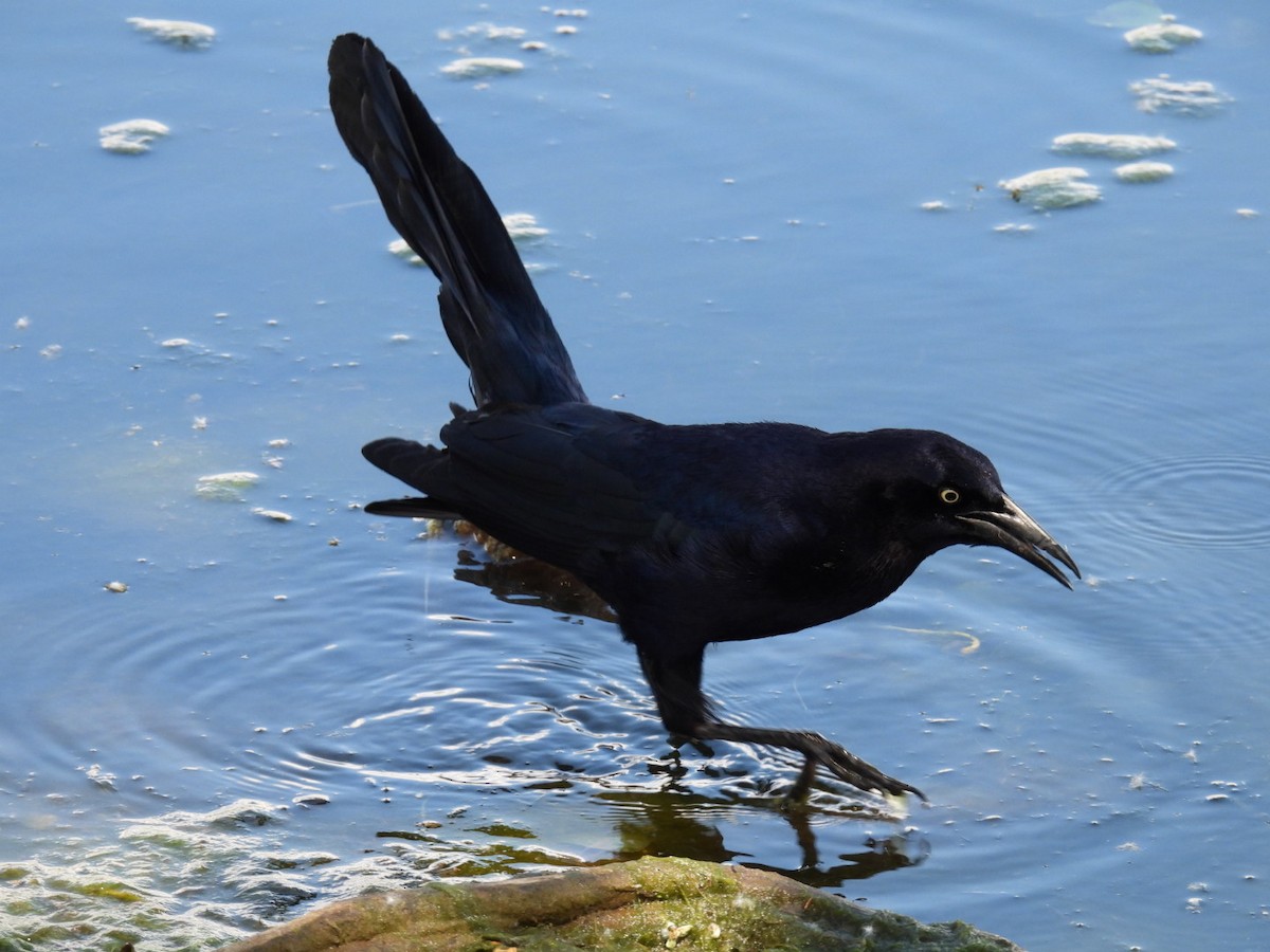 Great-tailed Grackle - ML619263791
