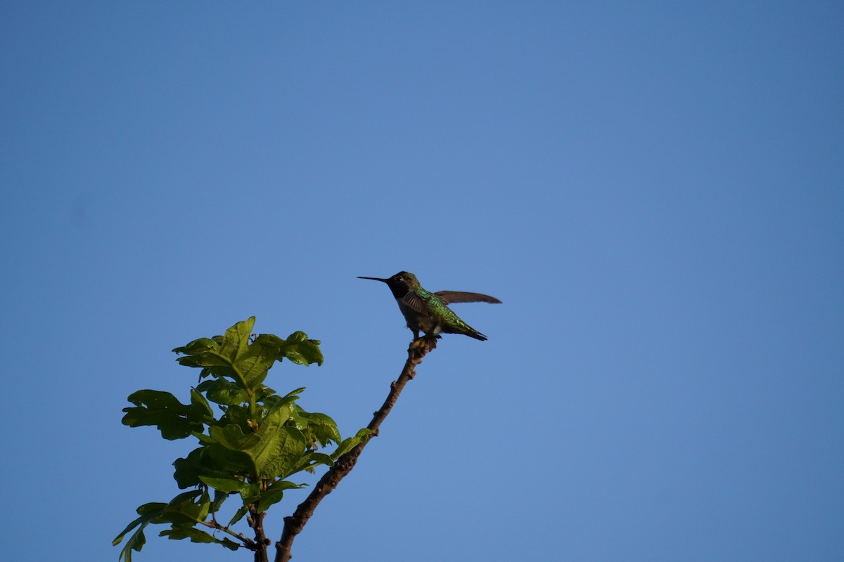 Anna's Hummingbird - ML619263808