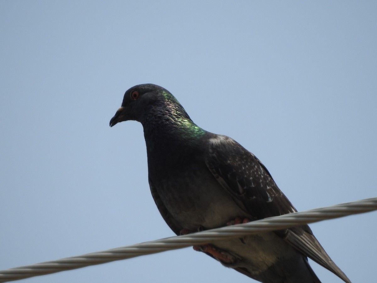 Rock Pigeon (Feral Pigeon) - ML619263858