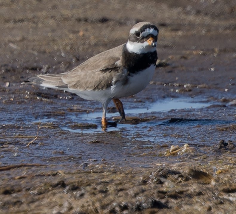 Common Ringed Plover - ML619263864