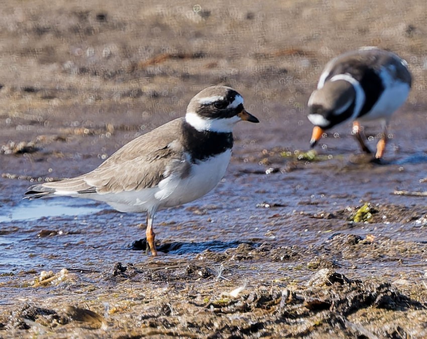 Common Ringed Plover - ML619263865