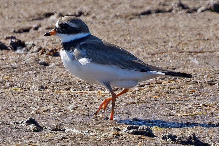 Common Ringed Plover - ML619263866