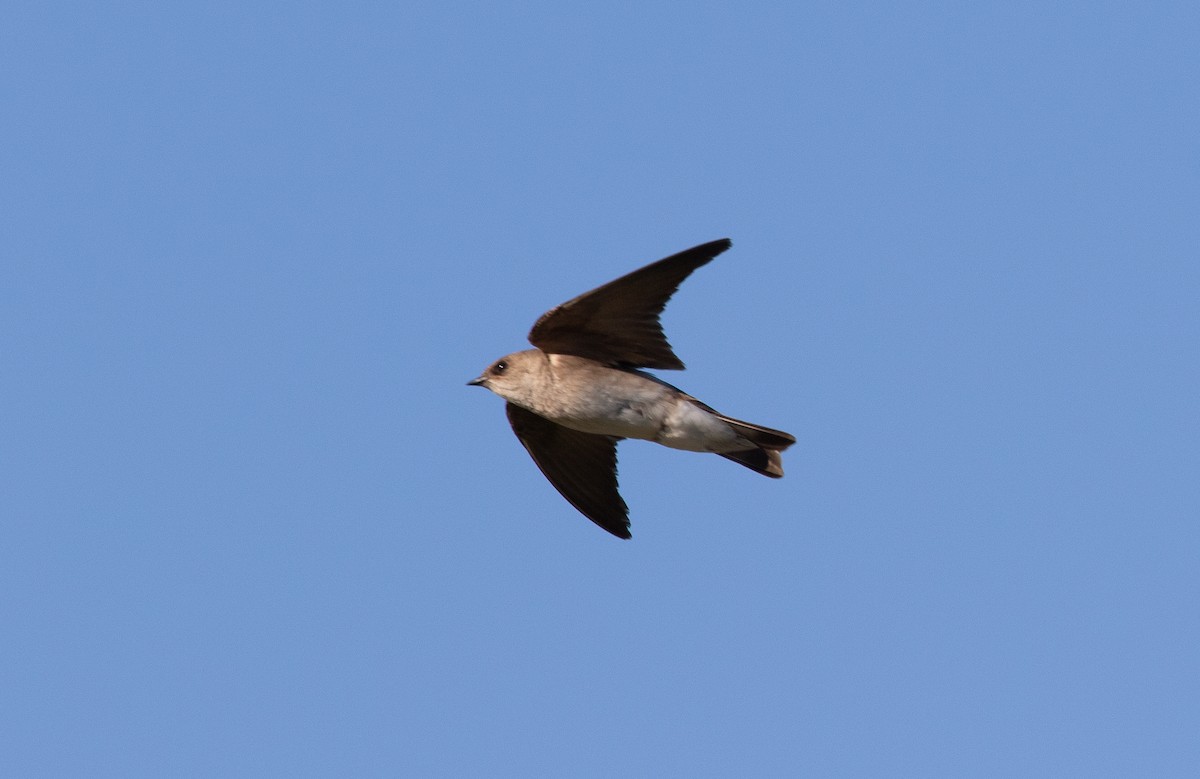 Northern Rough-winged Swallow - ML619263877