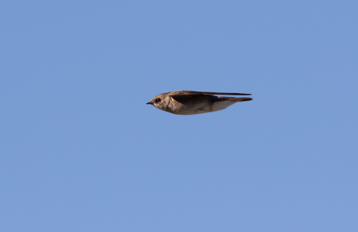 Northern Rough-winged Swallow - ML619263880