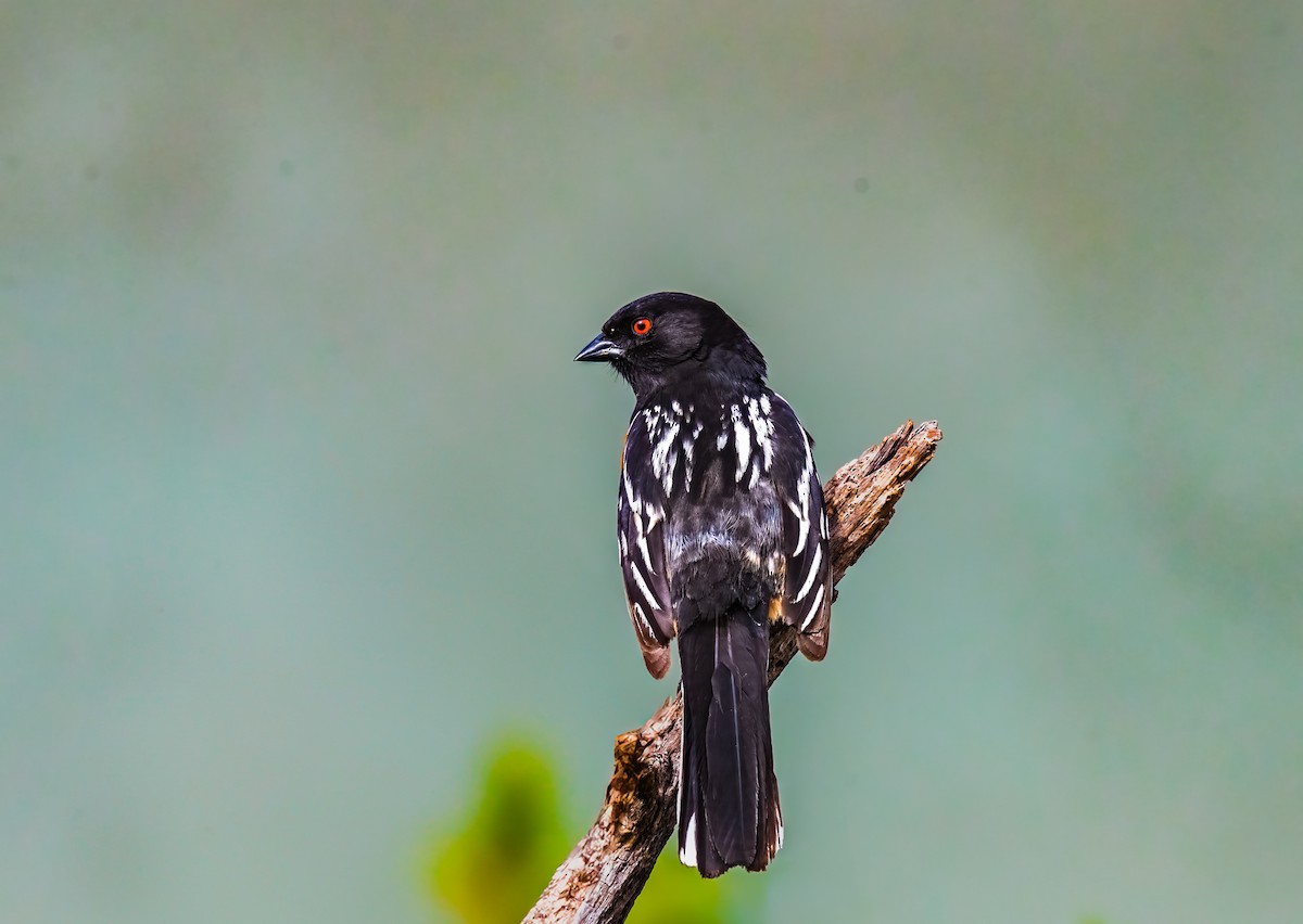 Spotted Towhee - ML619263981