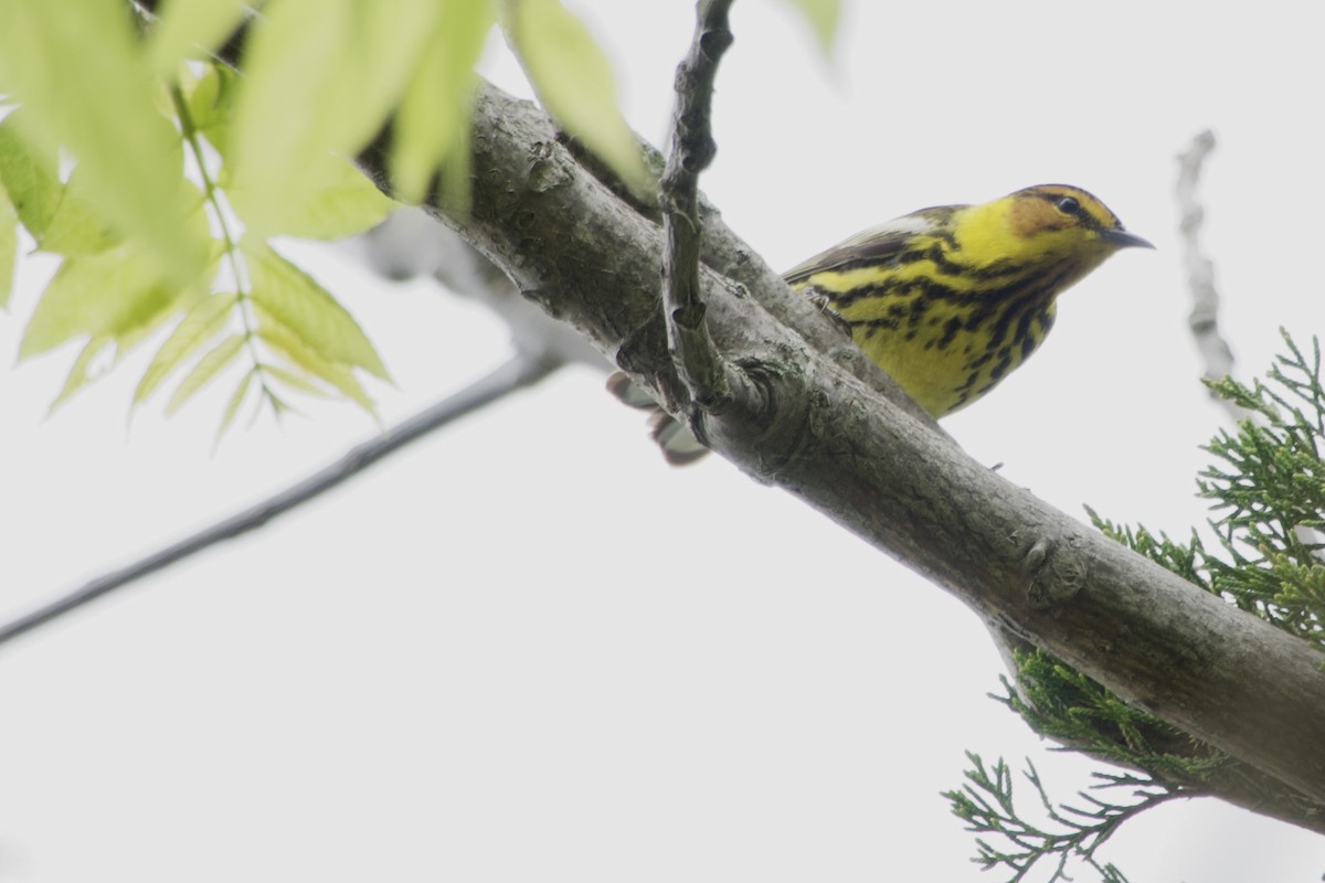 Cape May Warbler - ML619263983