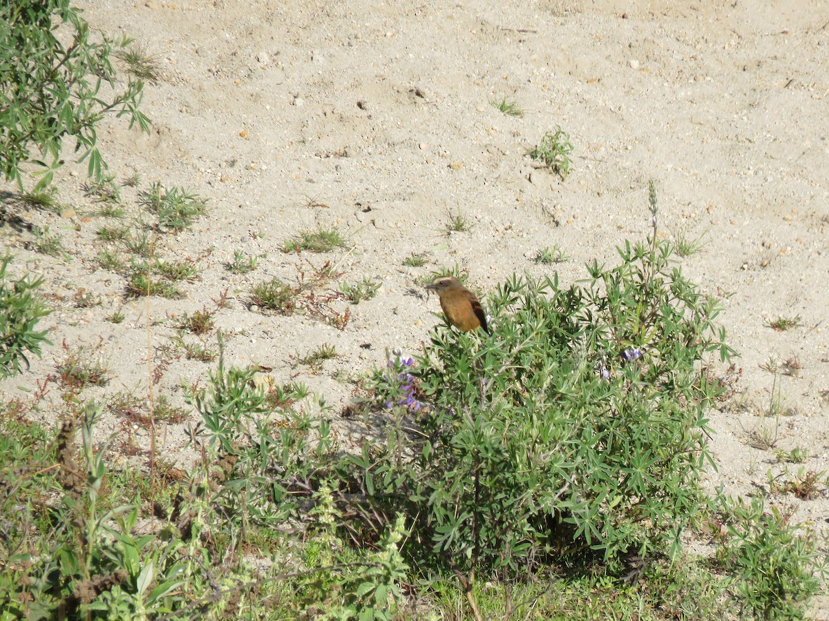 Brown-backed Chat-Tyrant - ML619263993