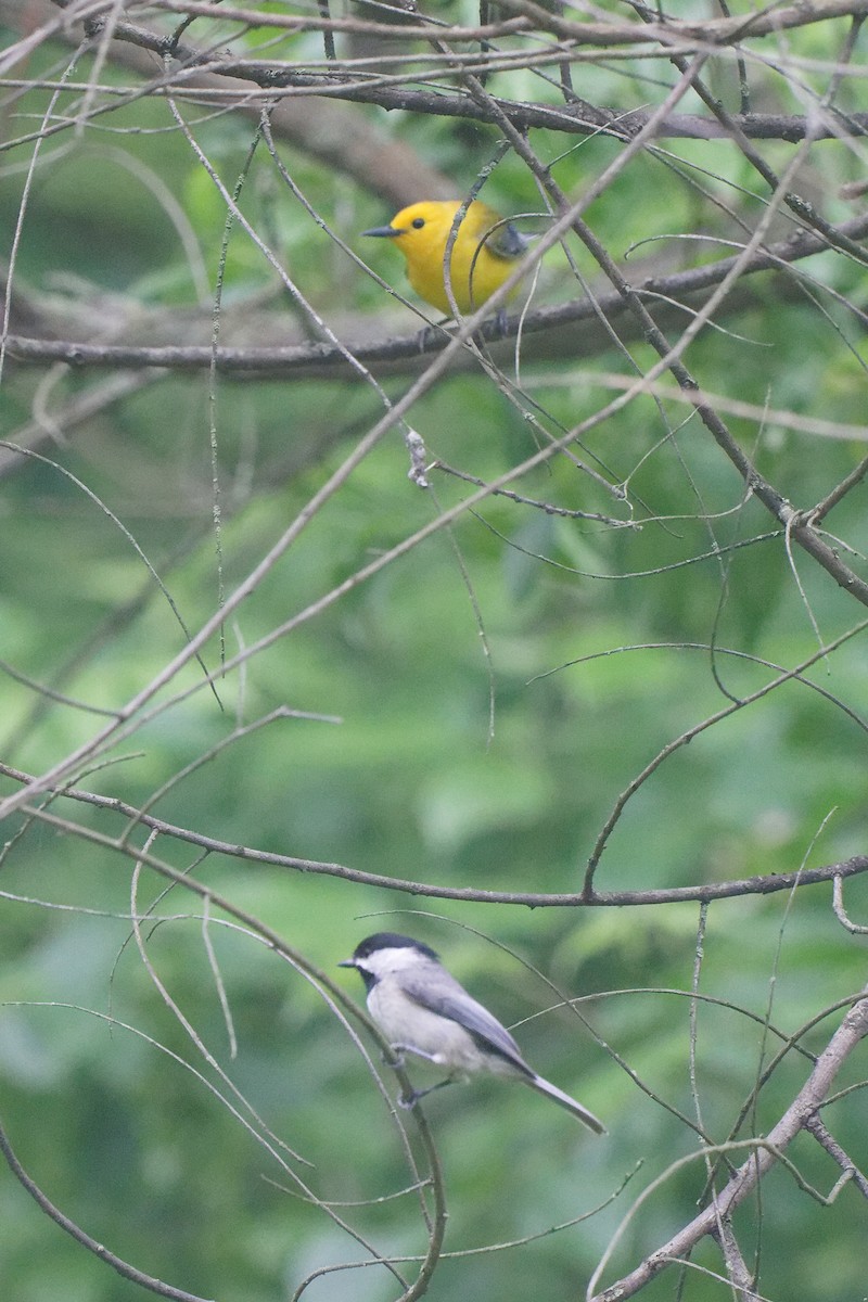 Prothonotary Warbler - ML619264033