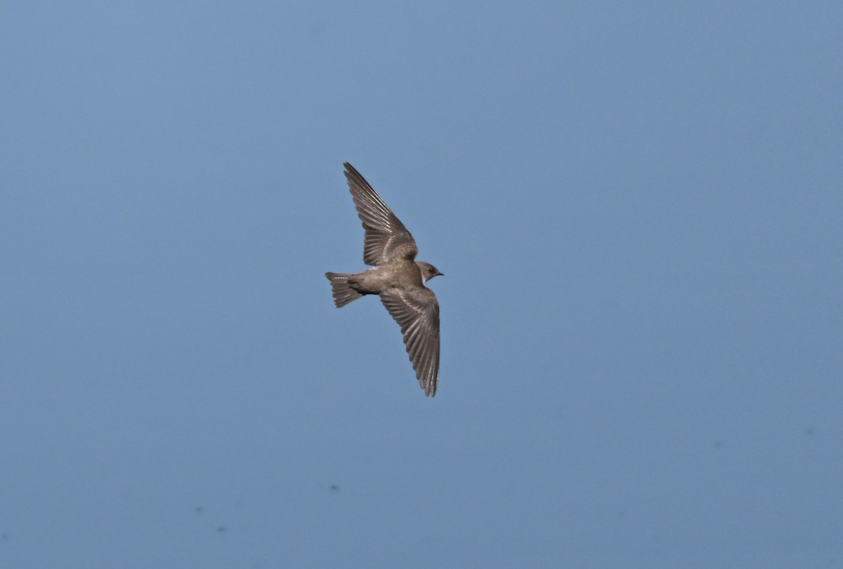 Northern Rough-winged Swallow - ML619264036
