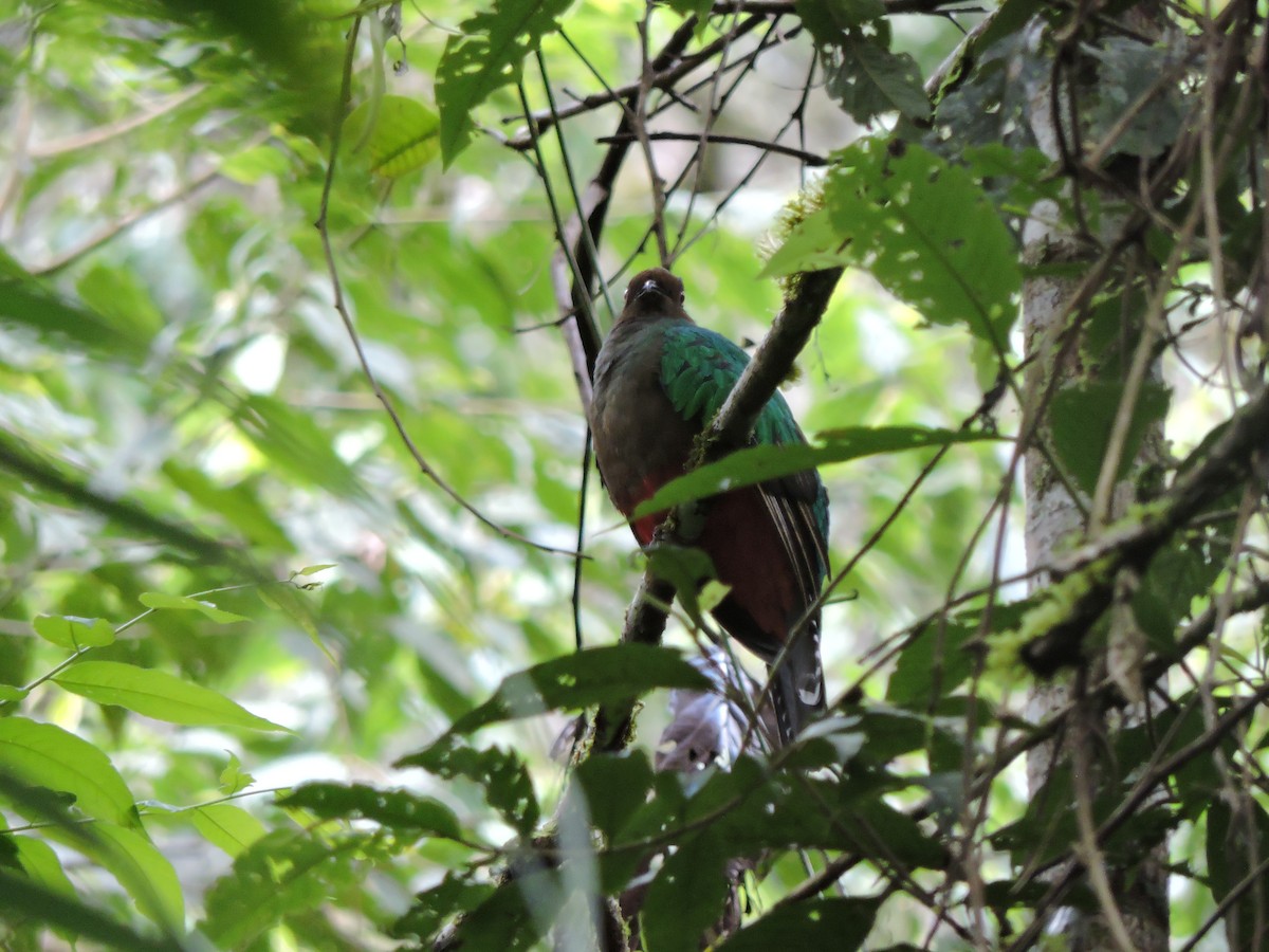 Crested Quetzal - ML619264095