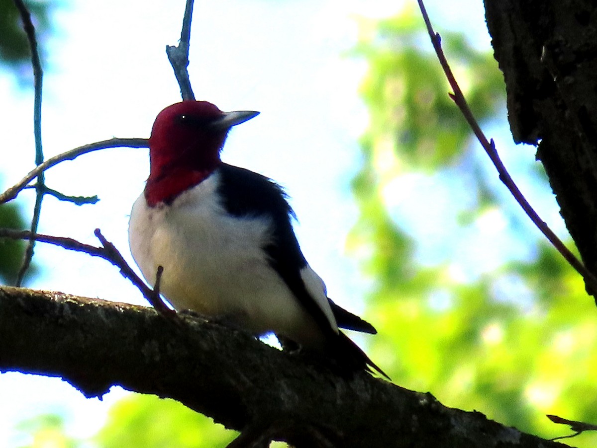 Red-headed Woodpecker - ML619264145
