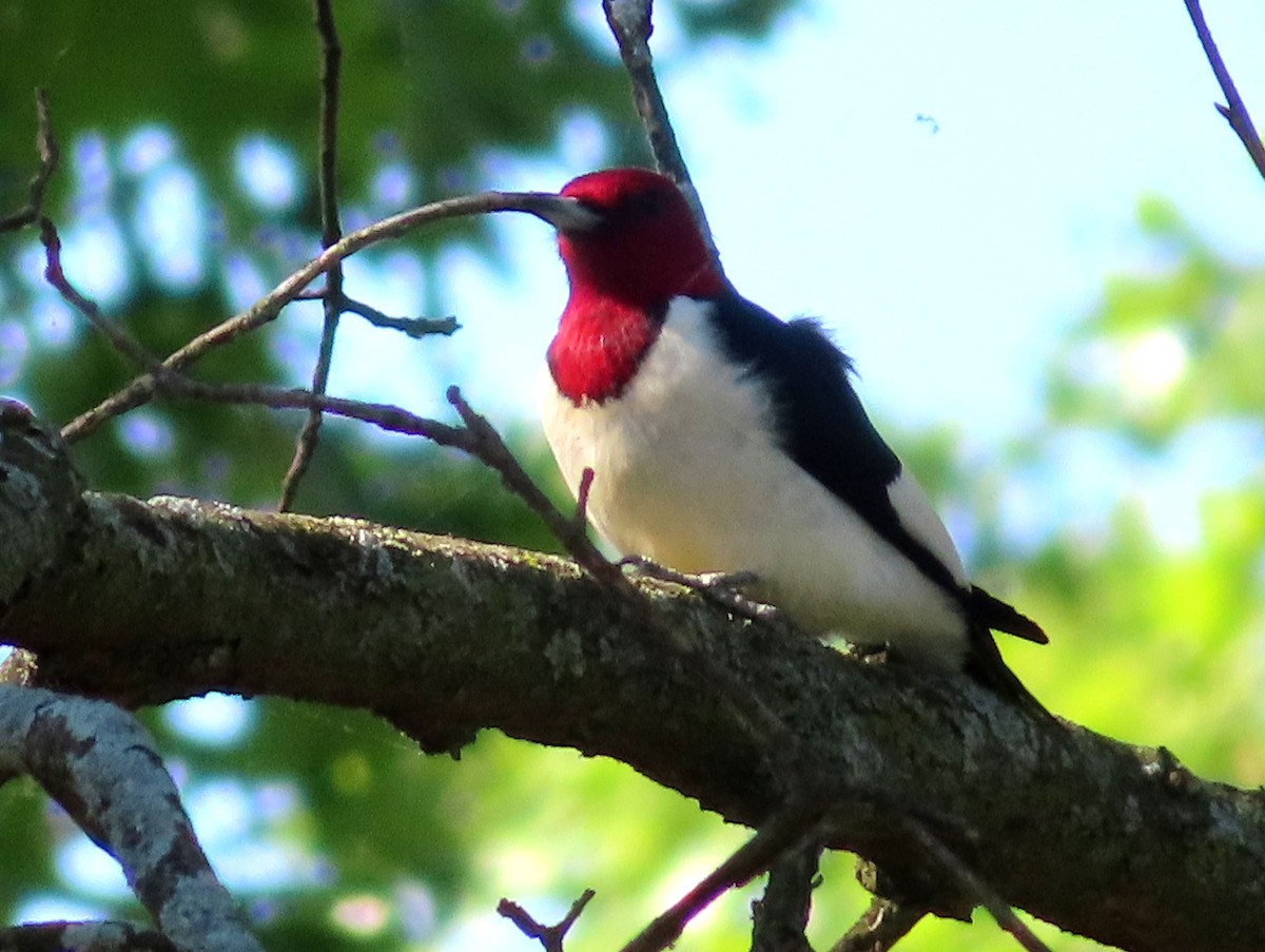 Red-headed Woodpecker - ML619264146