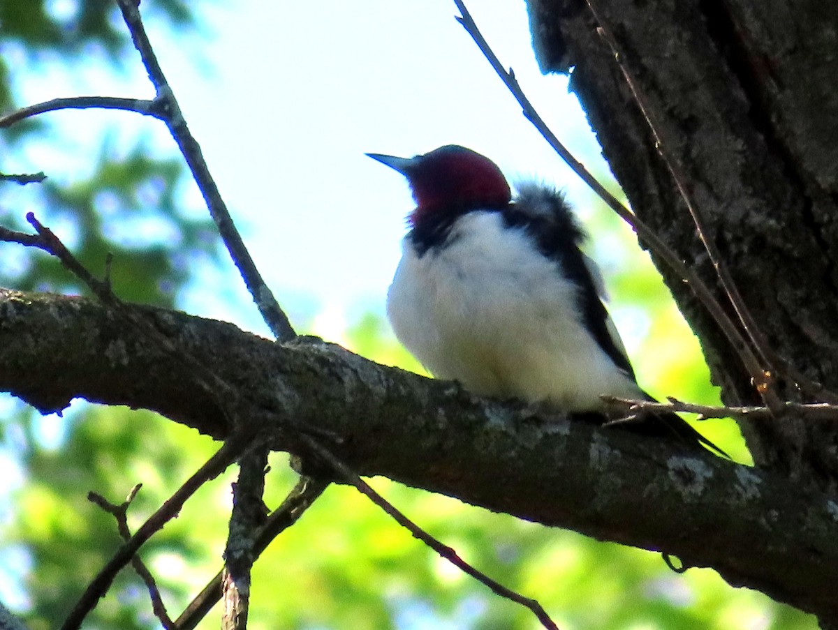Red-headed Woodpecker - ML619264147