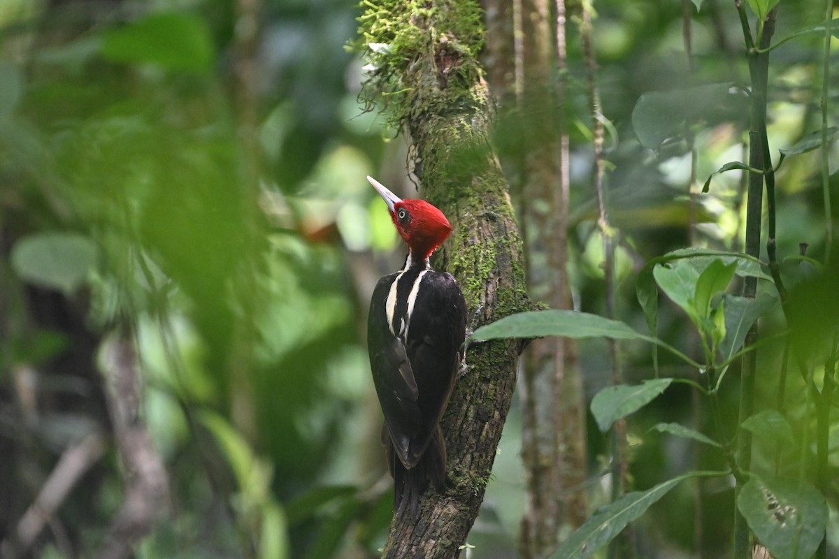 Pale-billed Woodpecker - ML619264223