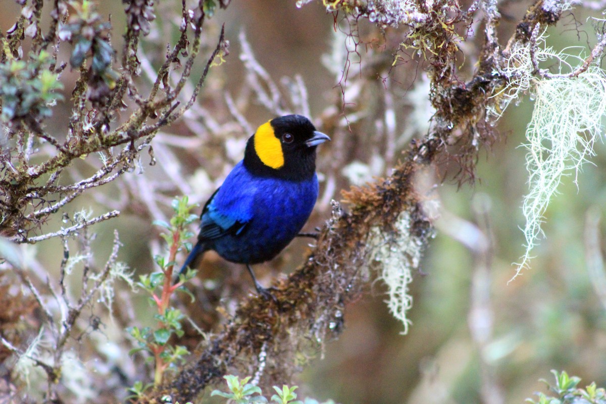 Yellow-scarfed Tanager - ML619264248