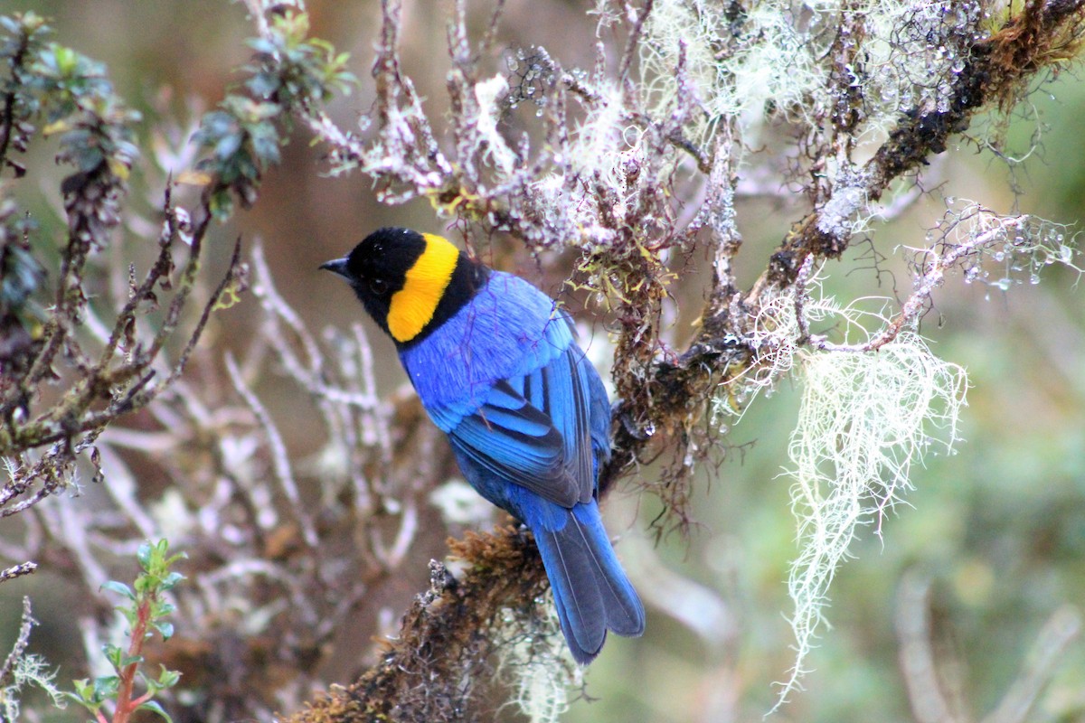 Yellow-scarfed Tanager - ML619264249