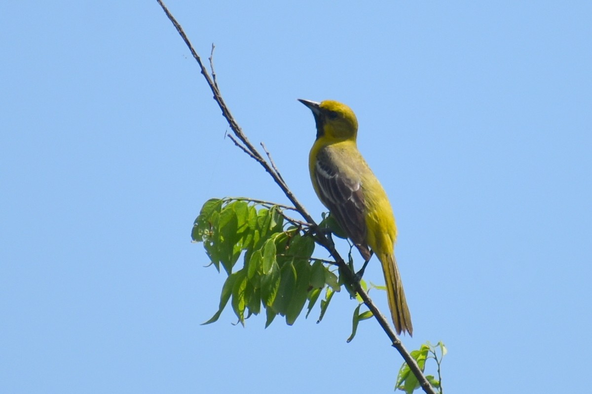 Orchard Oriole - ML619264253