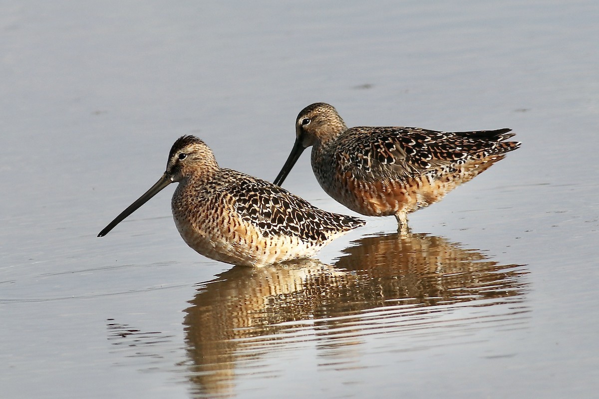 Long-billed Dowitcher - ML619264280