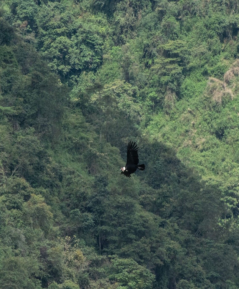 Andean Condor - ML619264314