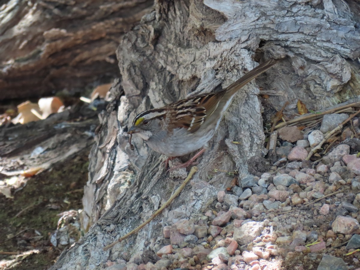 White-throated Sparrow - ML619264334
