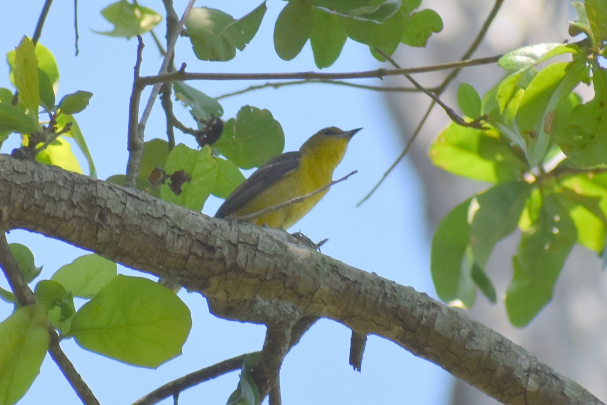 Orchard Oriole - ML619264405