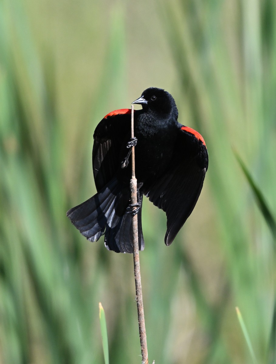 Red-winged Blackbird - ML619264418