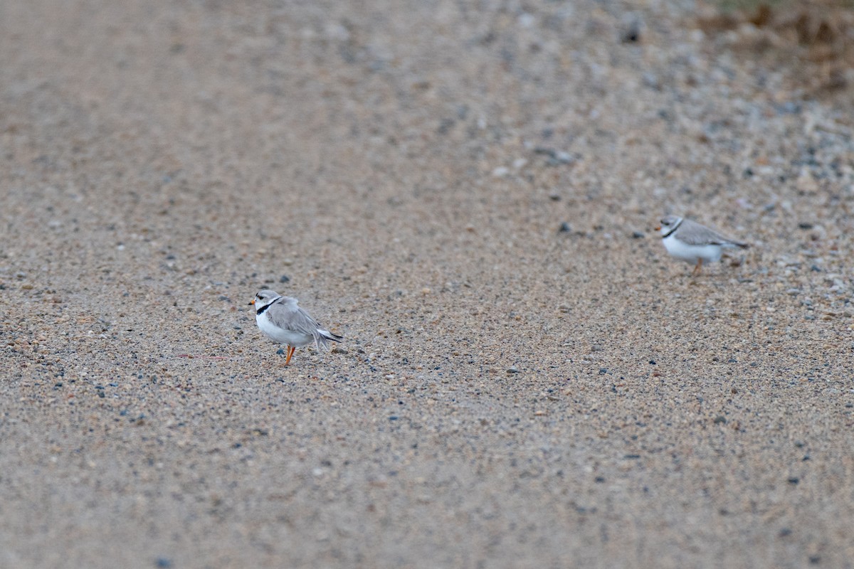 Piping Plover - ML619264455