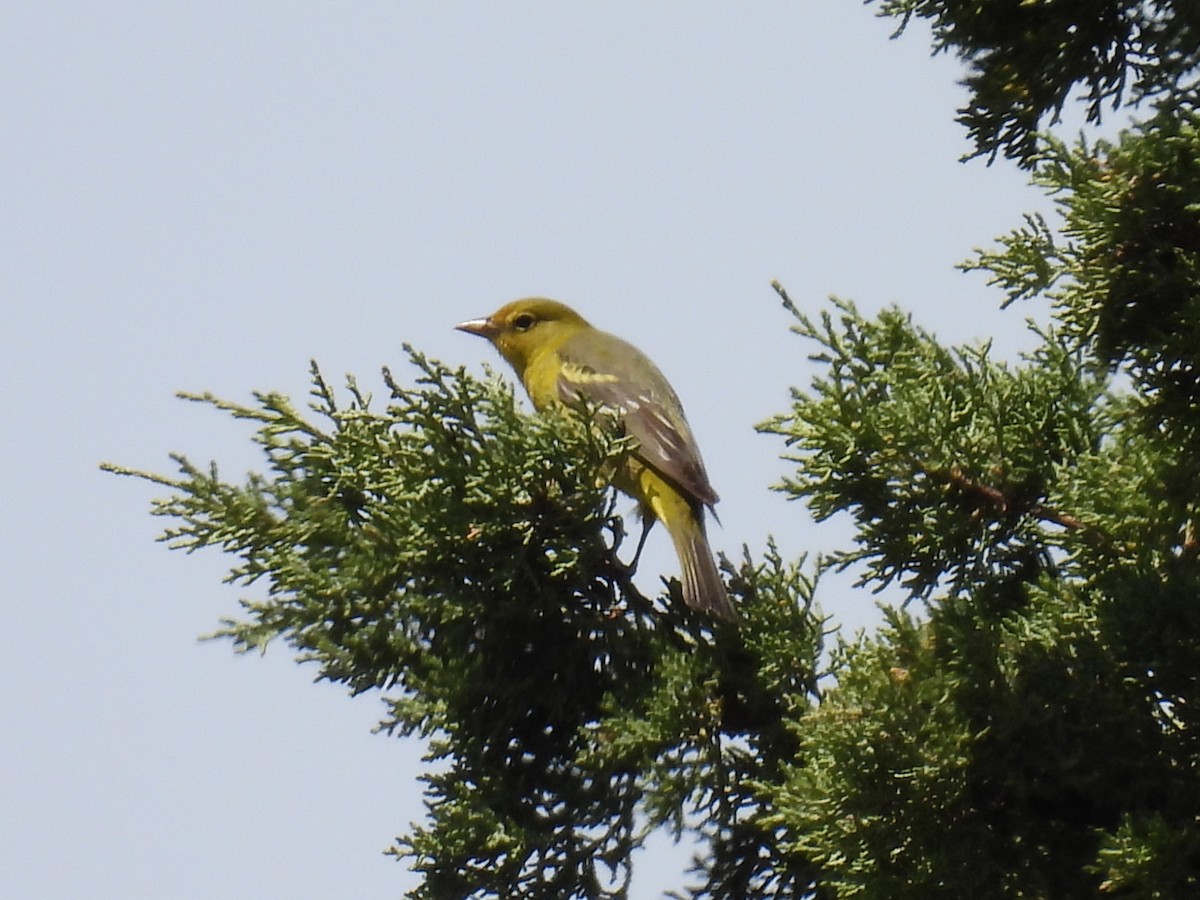 Western Tanager - ML619264471