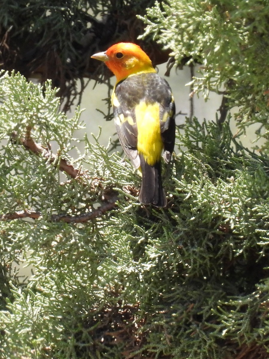 Western Tanager - ML619264472