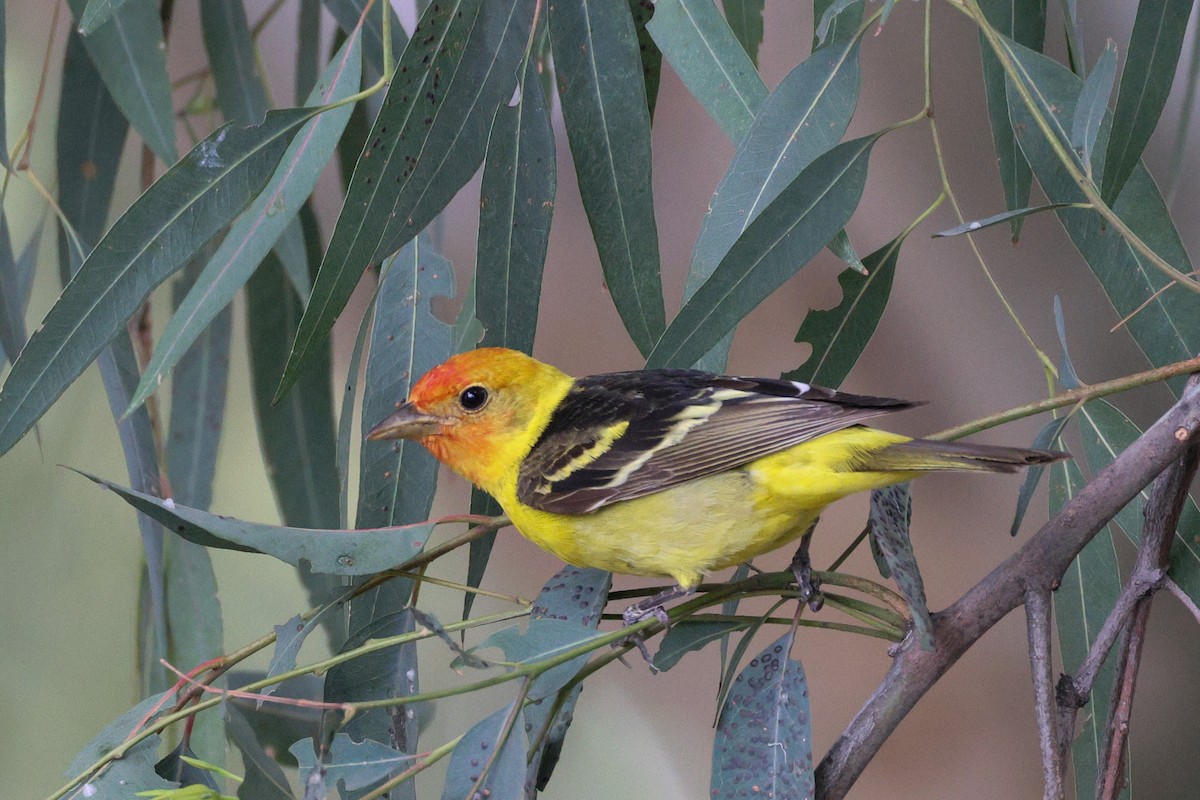 Western Tanager - ML619264479