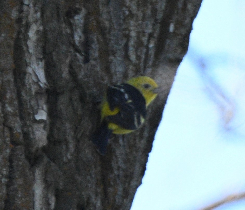Western Tanager - ML619264553