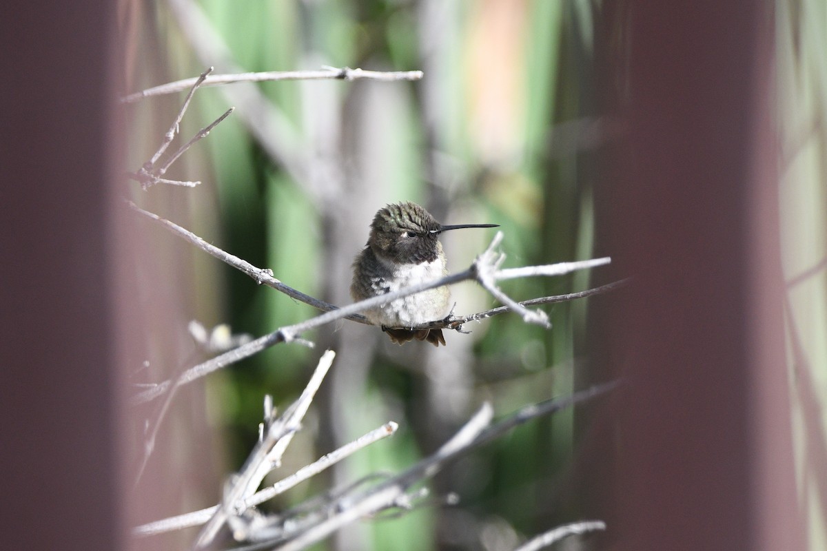 Black-chinned Hummingbird - ML619264581