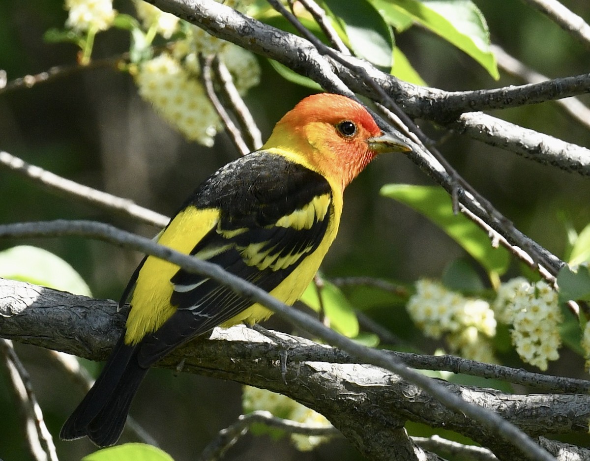 Western Tanager - ML619264583