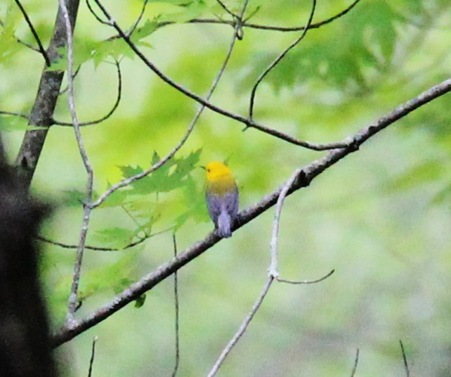 Prothonotary Warbler - ML619264585