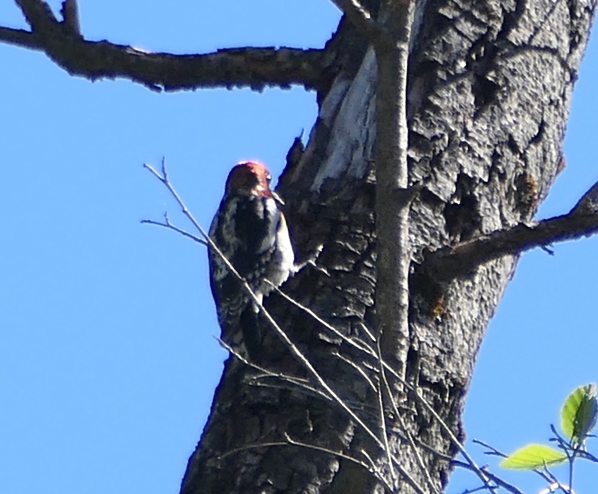 Red-breasted Sapsucker - ML619264598