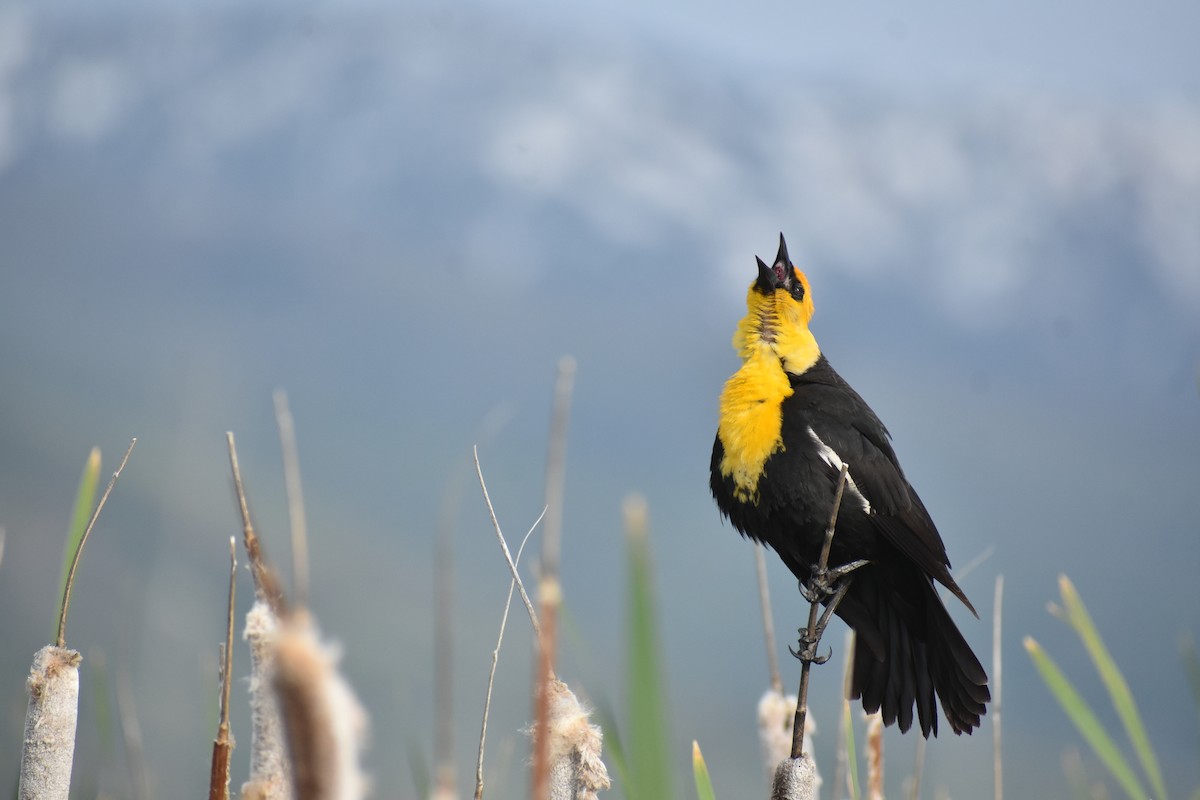 Yellow-headed Blackbird - ML619264621