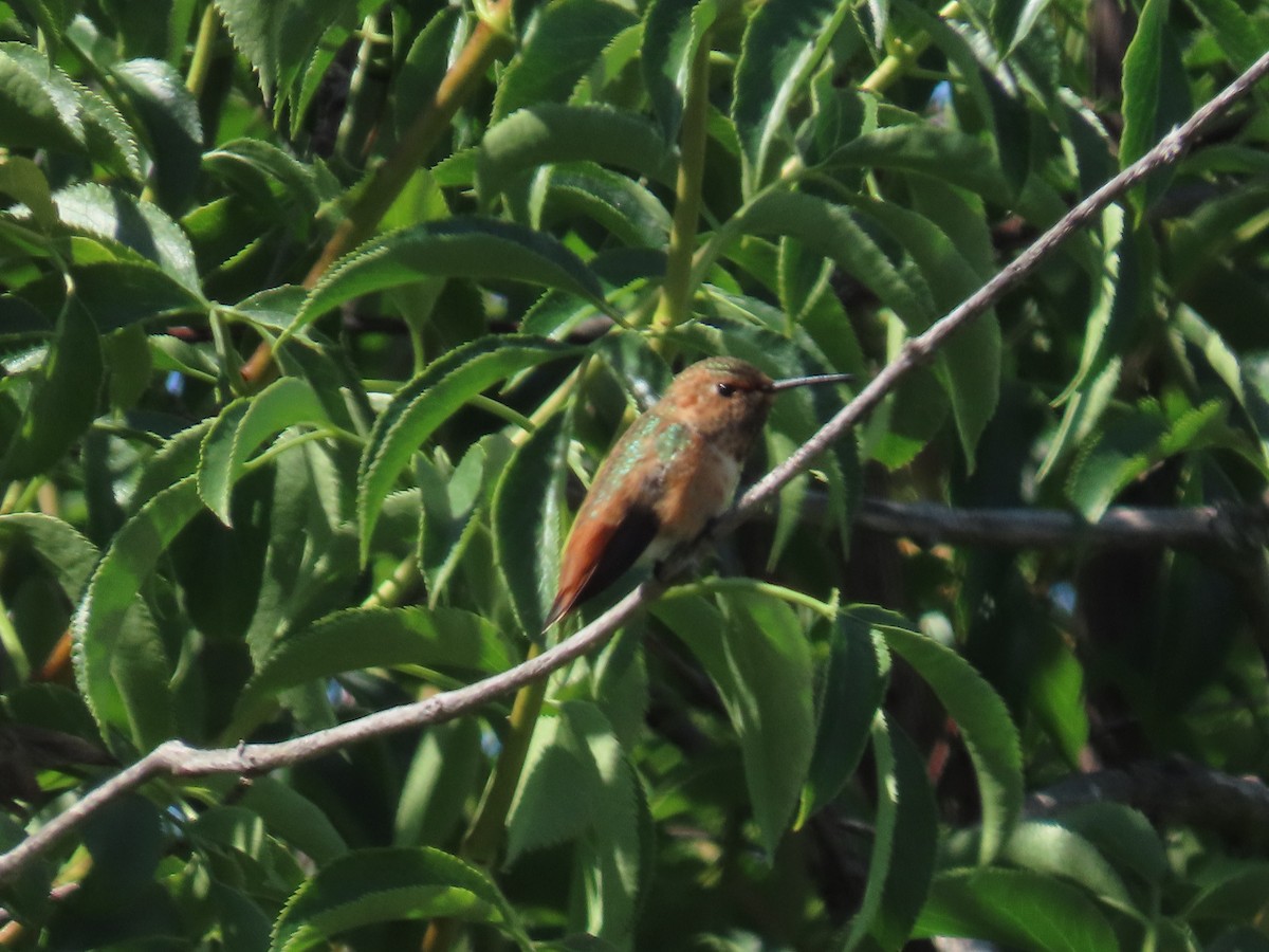 Allen's Hummingbird - ML619264633