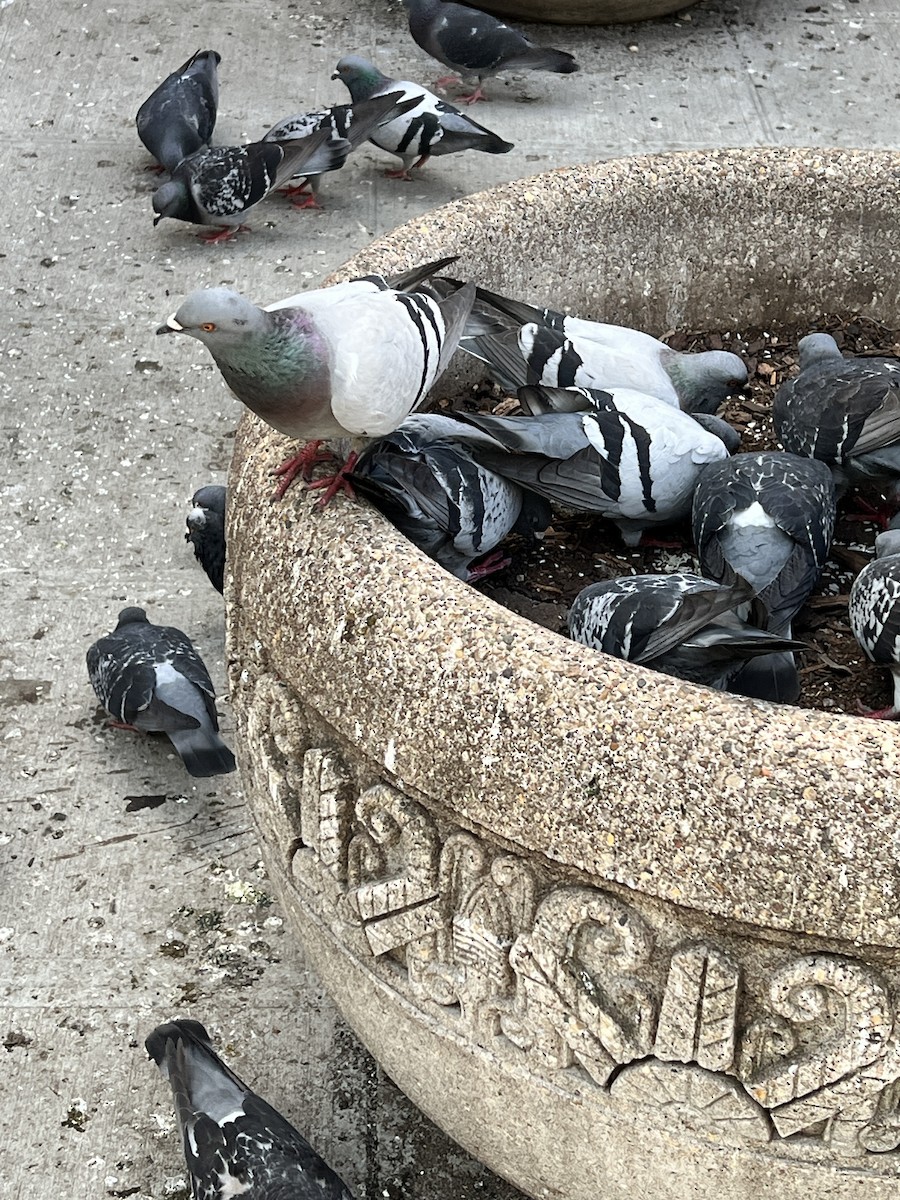 Rock Pigeon (Feral Pigeon) - ML619264651