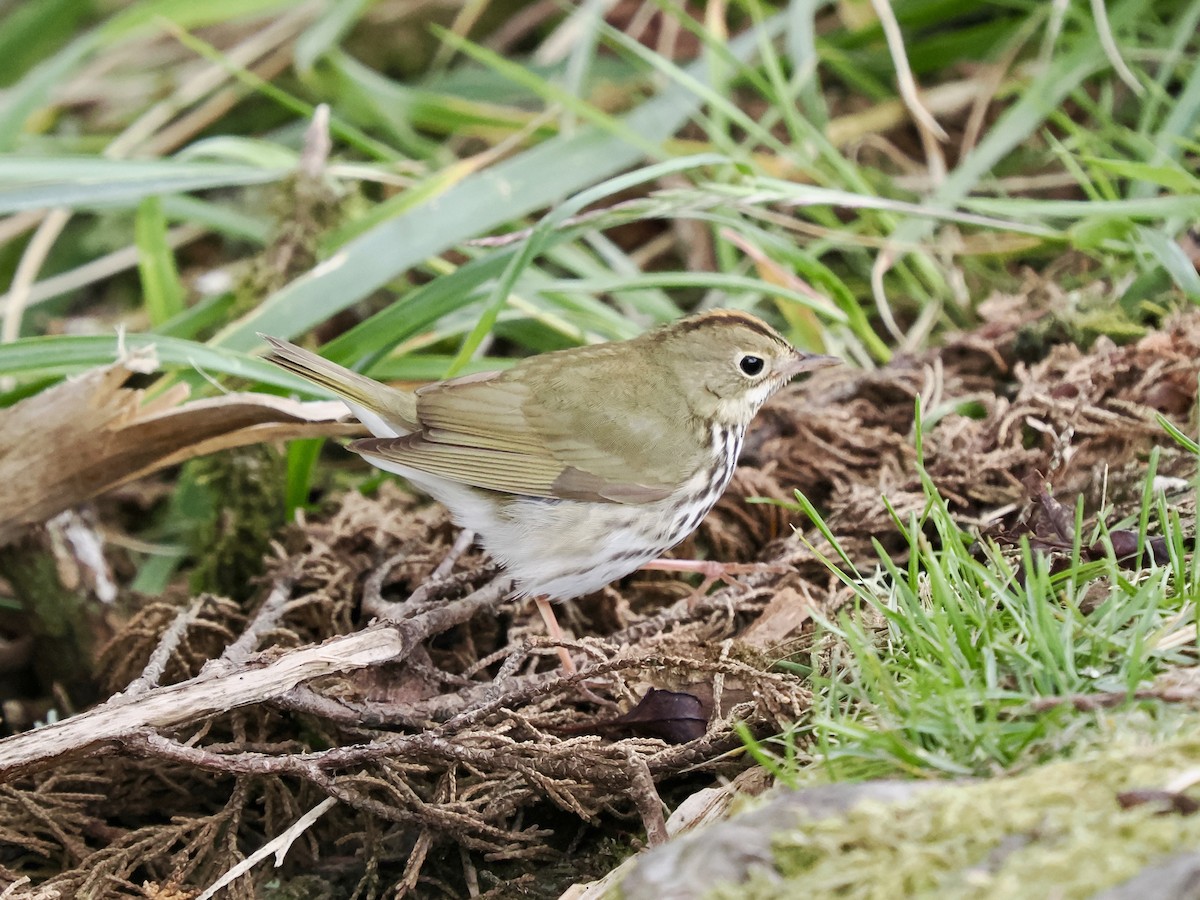 Ovenbird - ML619264691