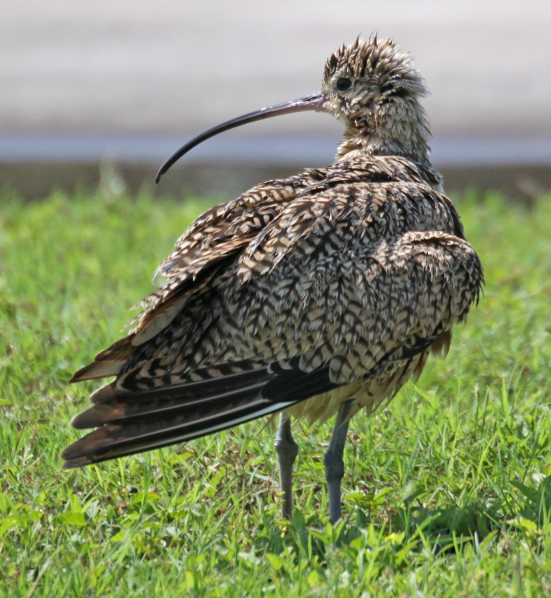 Long-billed Curlew - ML619264716
