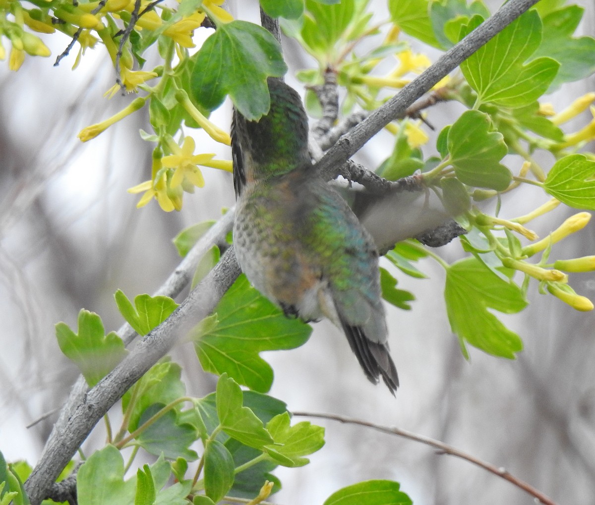 Calliope Hummingbird - ML619264720