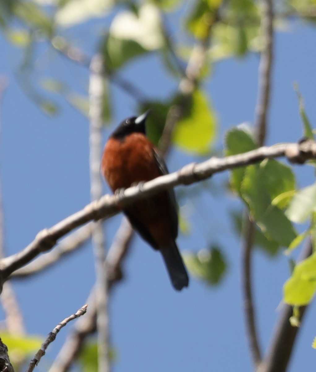 Orchard Oriole - ML619264753
