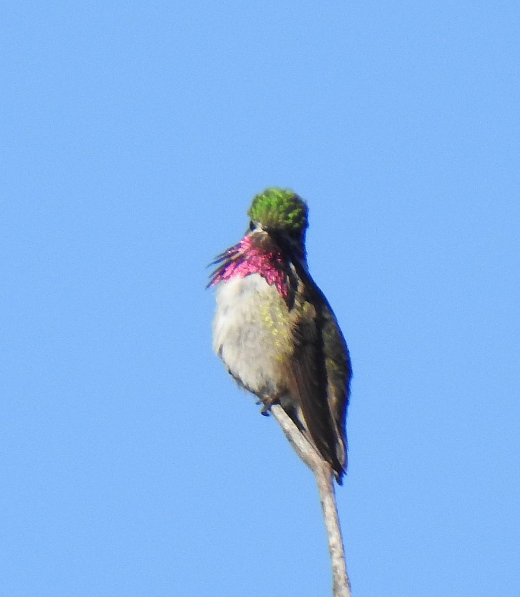 Calliope Hummingbird - ML619264754