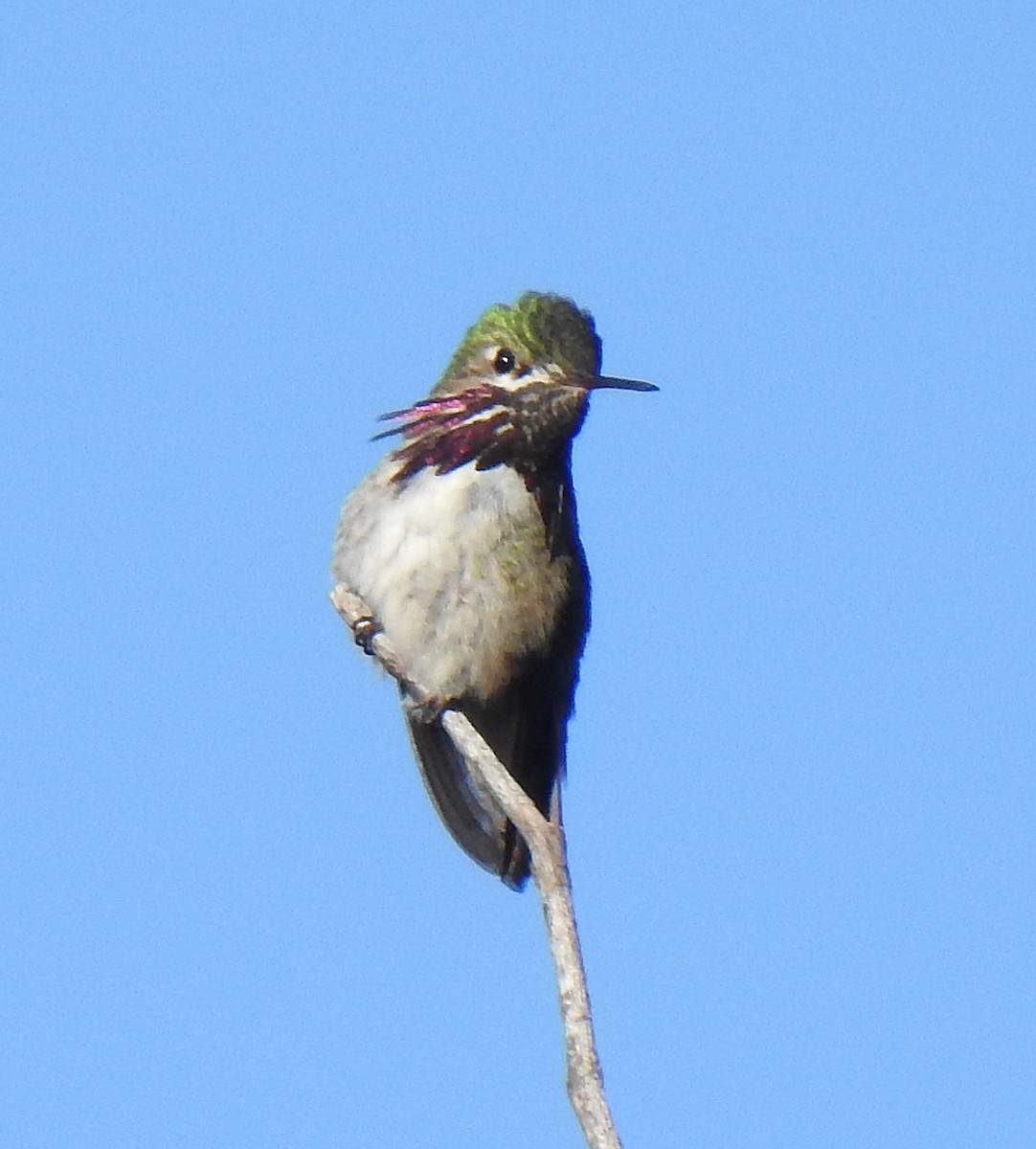 Calliope Hummingbird - ML619264757