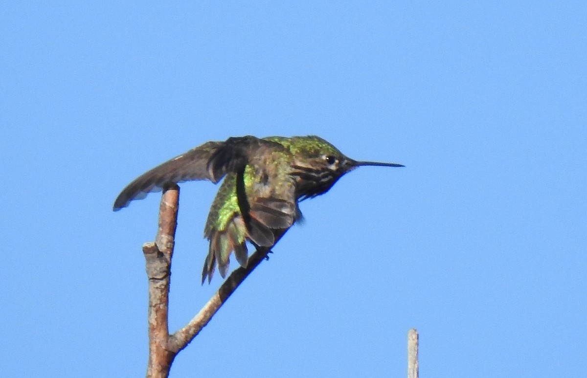 Calliope Hummingbird - ML619264758