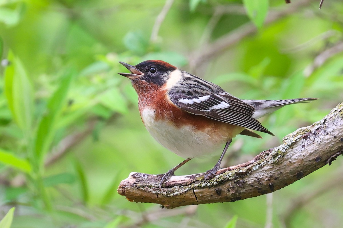 Bay-breasted Warbler - ML619264766