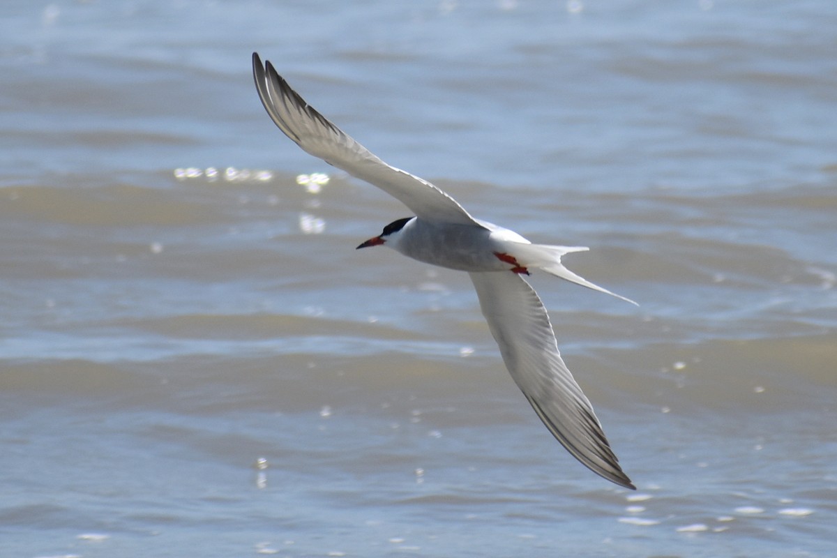 Common Tern - ML619264789