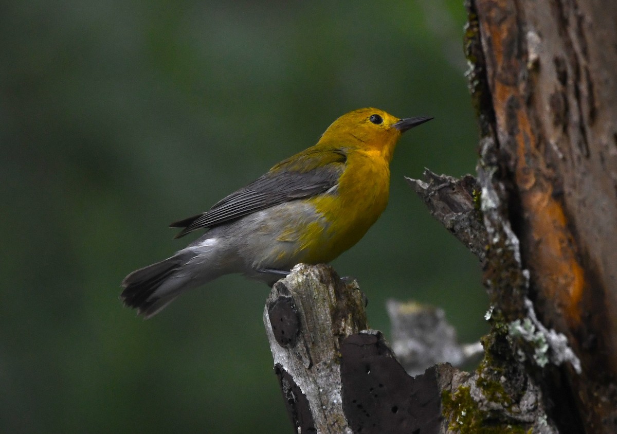 Prothonotary Warbler - ML619264801